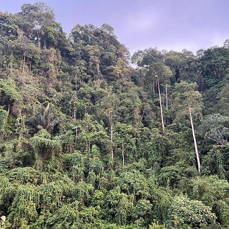 Ridho'S Homestay & Jungle Trekking Bukit Lawang Eksteriør bilde