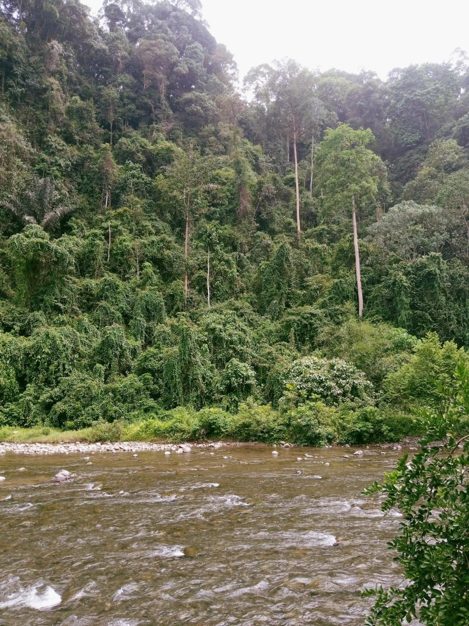 Ridho'S Homestay & Jungle Trekking Bukit Lawang Eksteriør bilde