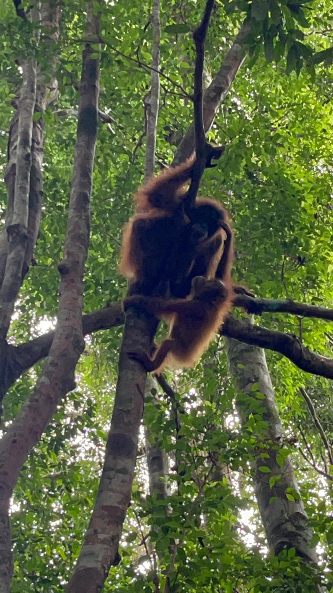 Ridho'S Homestay & Jungle Trekking Bukit Lawang Eksteriør bilde
