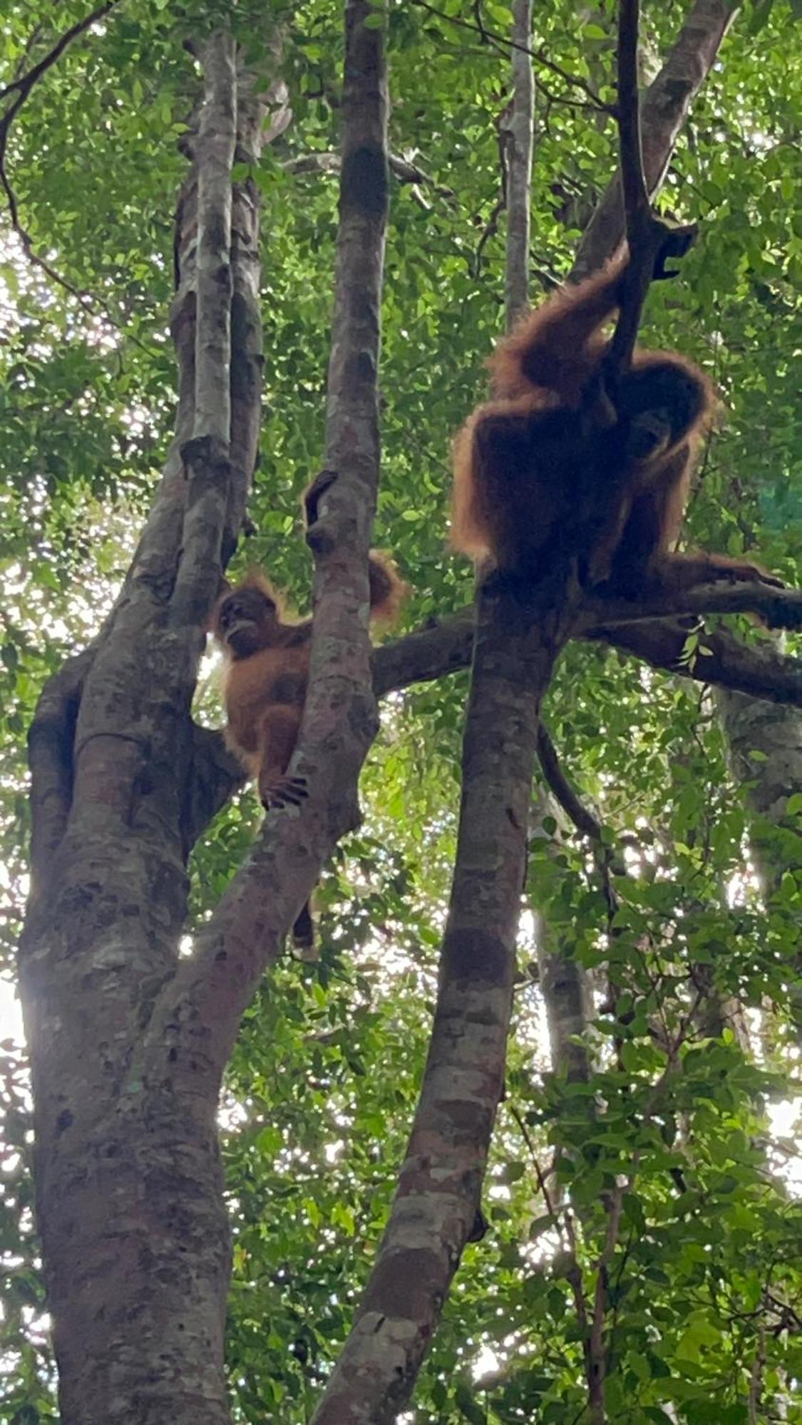 Ridho'S Homestay & Jungle Trekking Bukit Lawang Eksteriør bilde