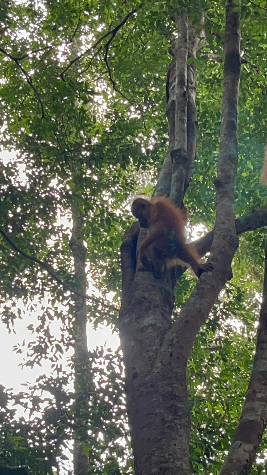 Ridho'S Homestay & Jungle Trekking Bukit Lawang Eksteriør bilde