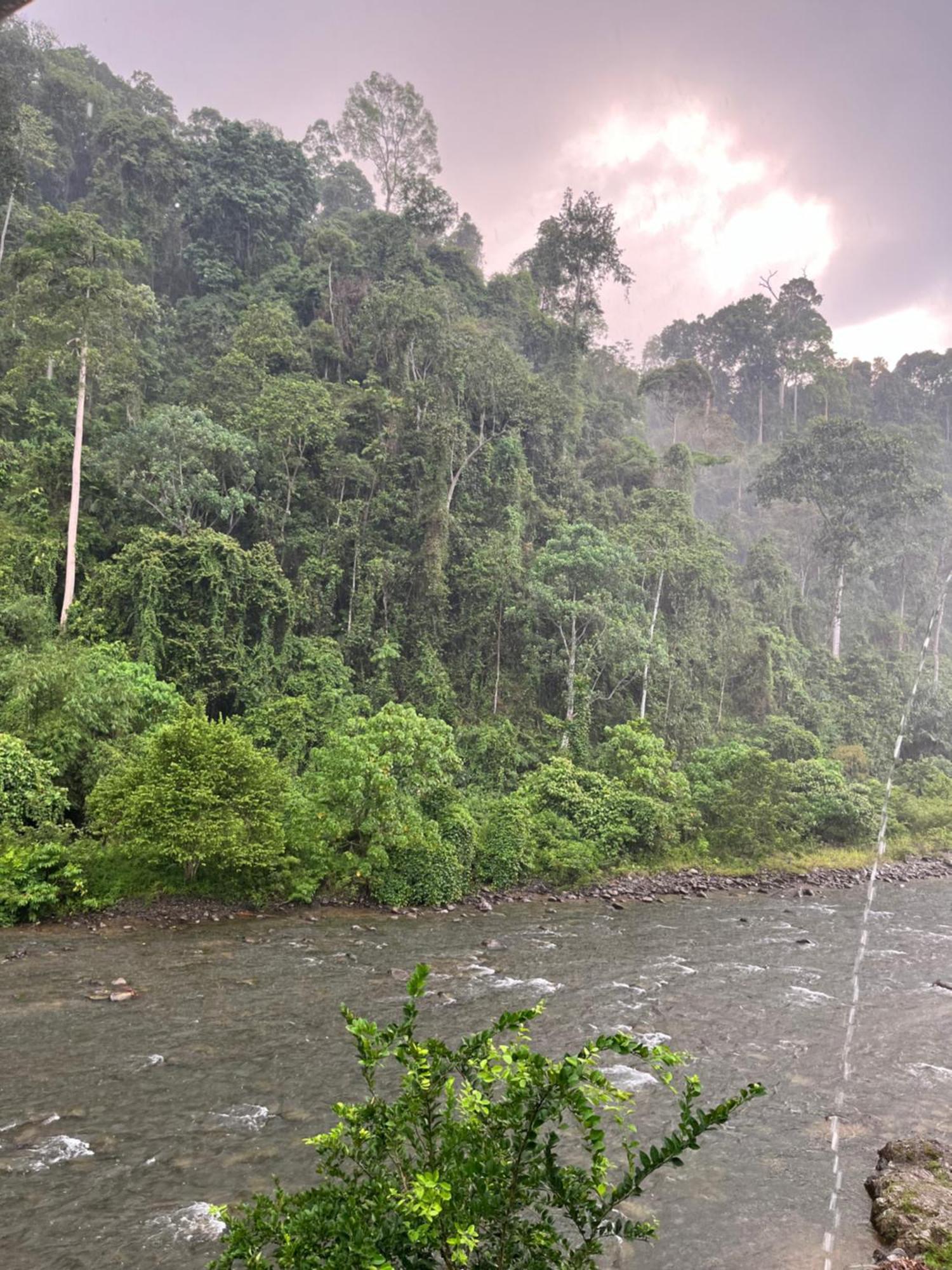 Ridho'S Homestay & Jungle Trekking Bukit Lawang Eksteriør bilde