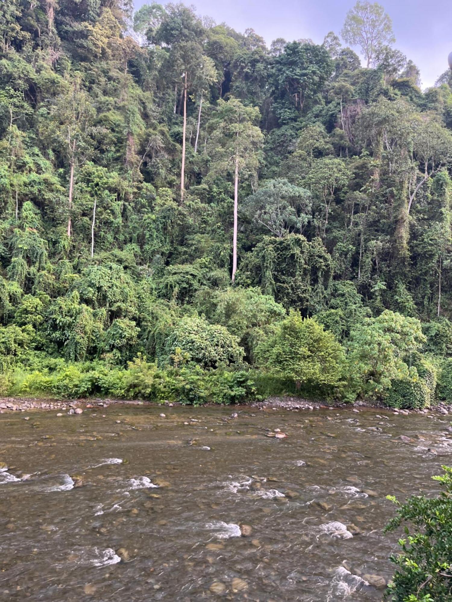 Ridho'S Homestay & Jungle Trekking Bukit Lawang Rom bilde