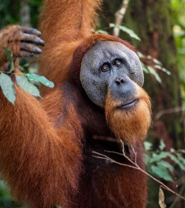Ridho'S Homestay & Jungle Trekking Bukit Lawang Eksteriør bilde